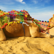 Desert Festivals in Rajasthan